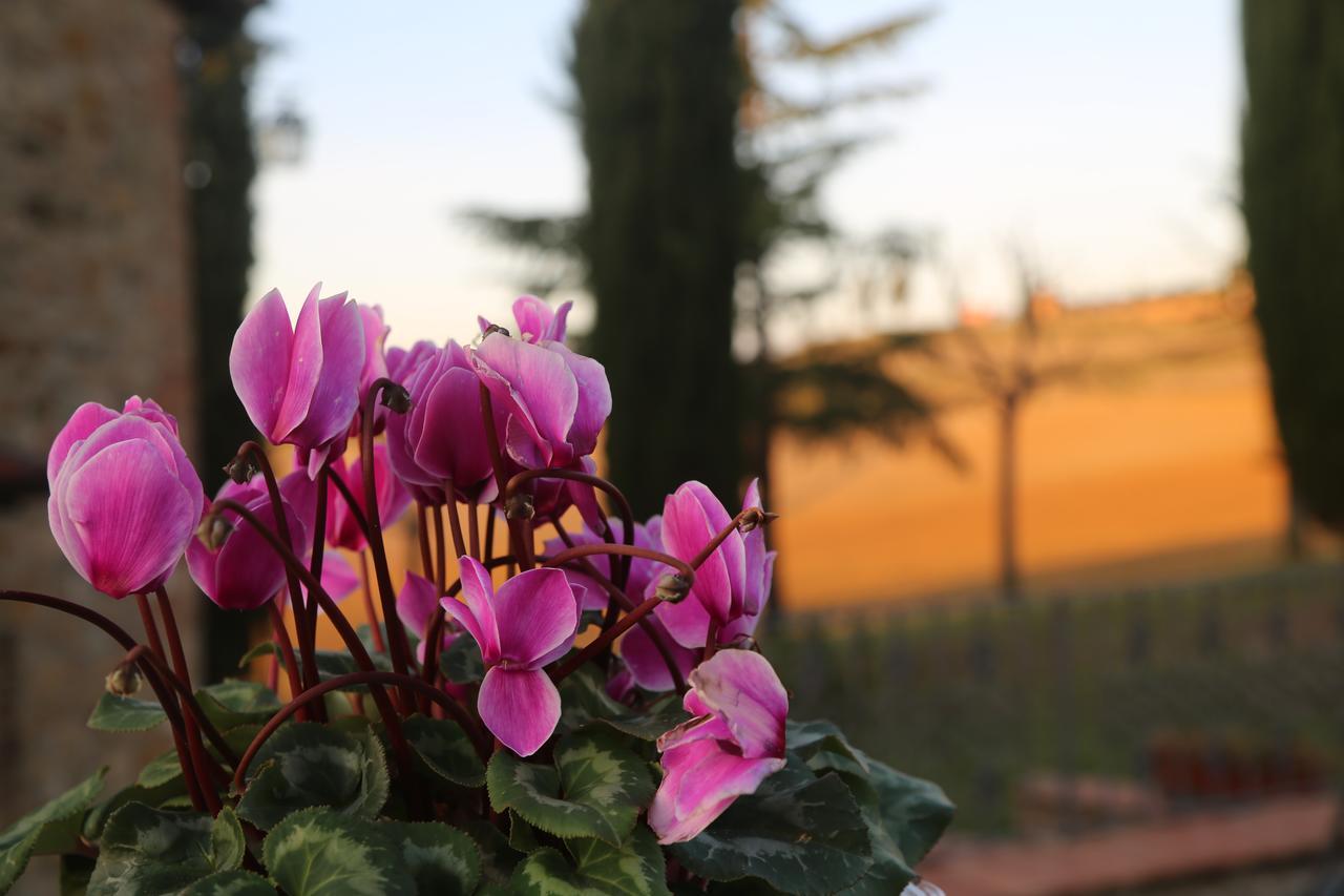Agriturismo Bagnaia San Quirico dʼOrcia Kültér fotó